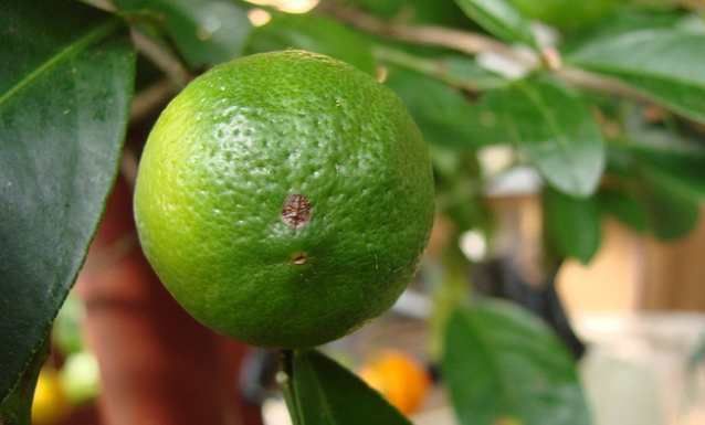 Las naranjas de color verde se dan debido a los climas tropicales cálidos 