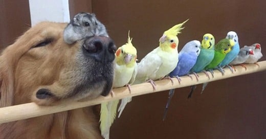 hermosa amistad entre un perro una chinchilla y unos pajaros