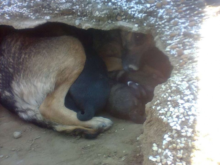 perrita con sus hijos