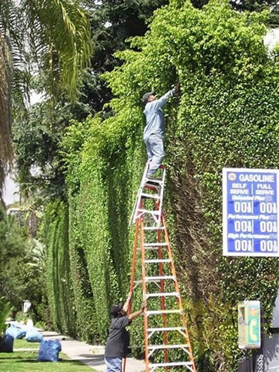 jardineros arreglando el portico