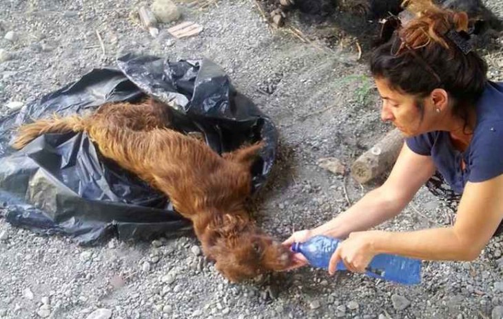 LA MARAVILLOSA TRANSFORMACIÓN DE UN PERRO QUE FUE TIRADO A LA BASURA