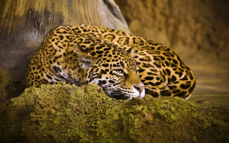 yaguarete o jaguar