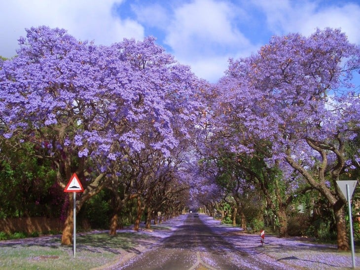 lapahos lilas en las calles