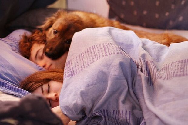 PERRO DORMIDO SOBRE LA CABEZA DE SU DUEÑO