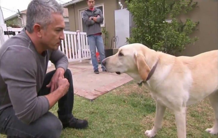 cesar millan tranquilizando perro