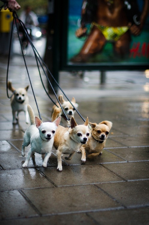 paseando a muchos chihuahuas