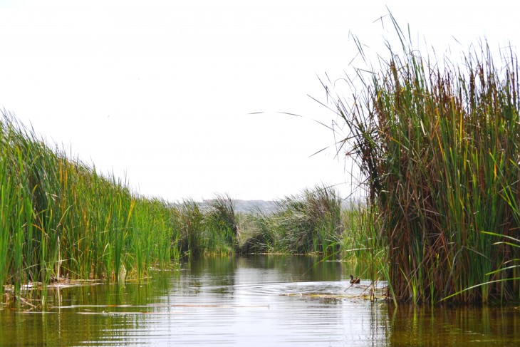 pantanos de villa peru