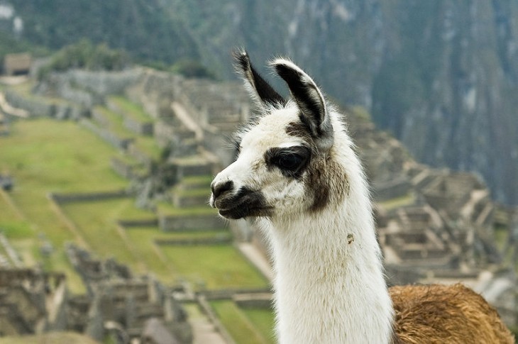 llamas peruanas