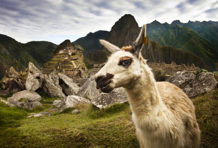 llamas peruanas