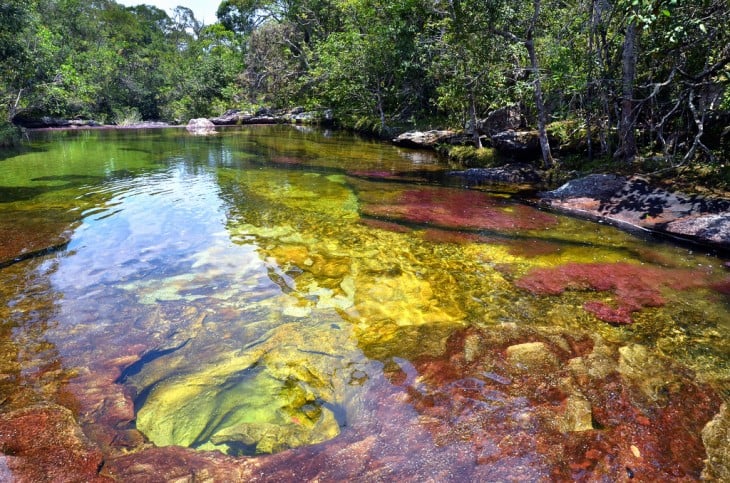 caño cristales colombia