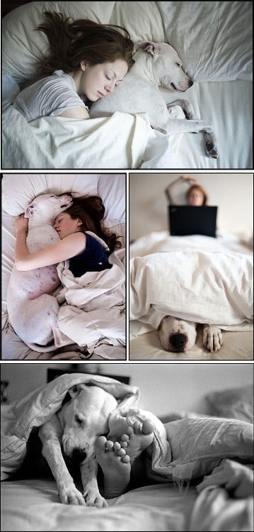mujer hace collage con su perro cunado estan en la cama