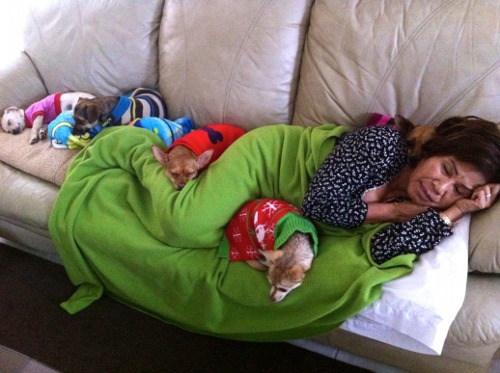 mujer durmiendo rodeada de sus chihuahuas