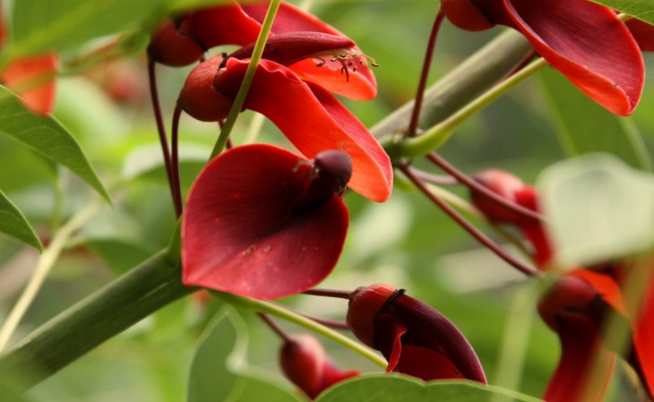 ceibo flor nacional de uruguay