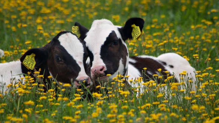 sabias que las vacas eligen a su mejor amigo por siempre y si las separas ellas pueden morir