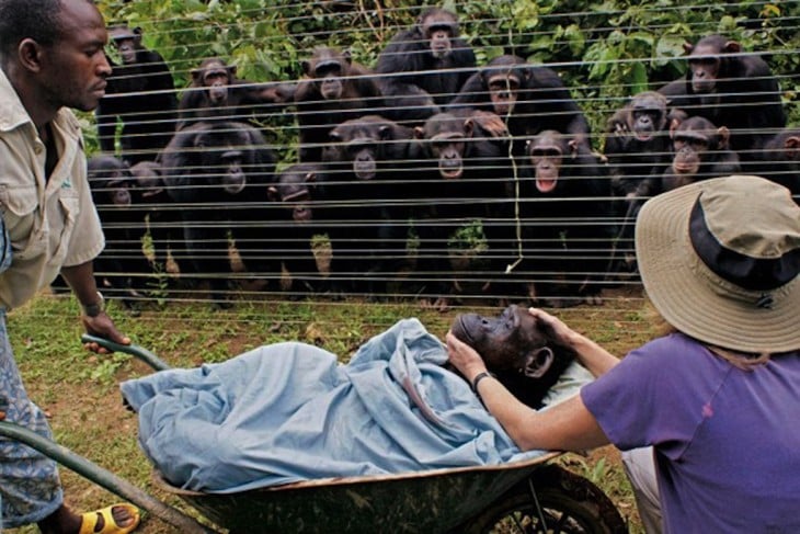 chimpance muere y sus amigos le hacen funeral