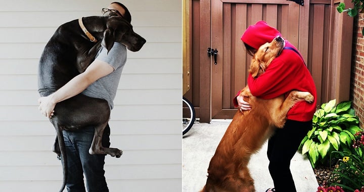 perros abrazando a sus mascotas
