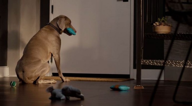 perro esperando a que su dueño llegue a la casa para jugar con él