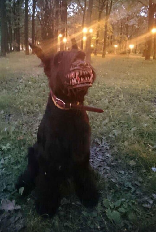 BOZAL TERRORIFICO PARA PERRO CREADO EN RUSIA PUESTO EN UN SNOOOWEZER