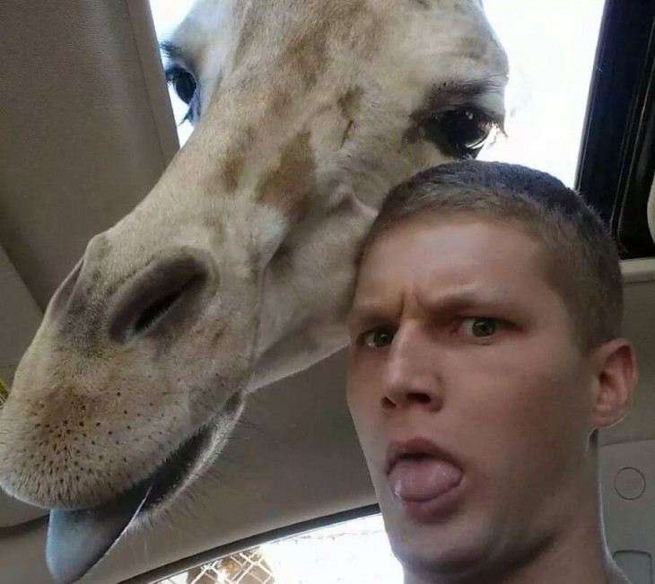 jirafa mete la cabeza en la camioneta y se toma la selfie con el chavo