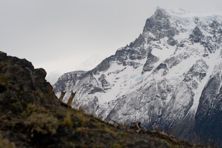 llamas asomando la cabeza a través de la montaña