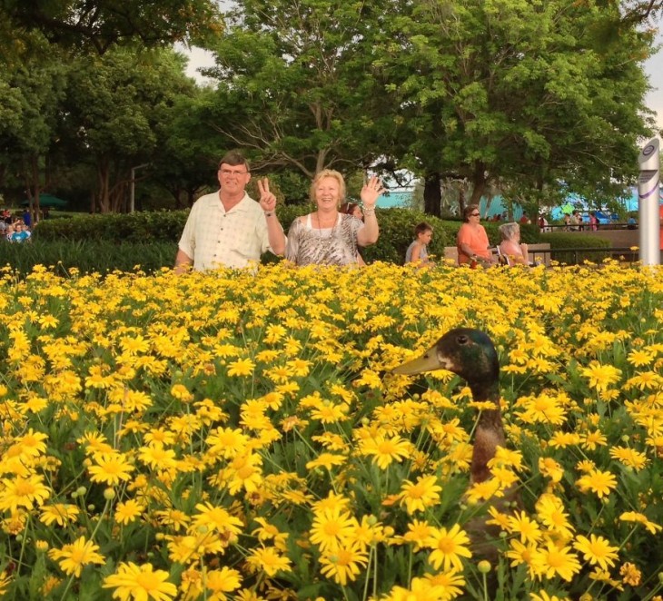 ganzo asomando la cabeza entre las flores amarillas