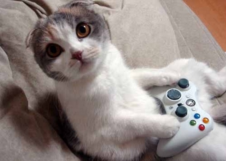 gato con un control de xbox