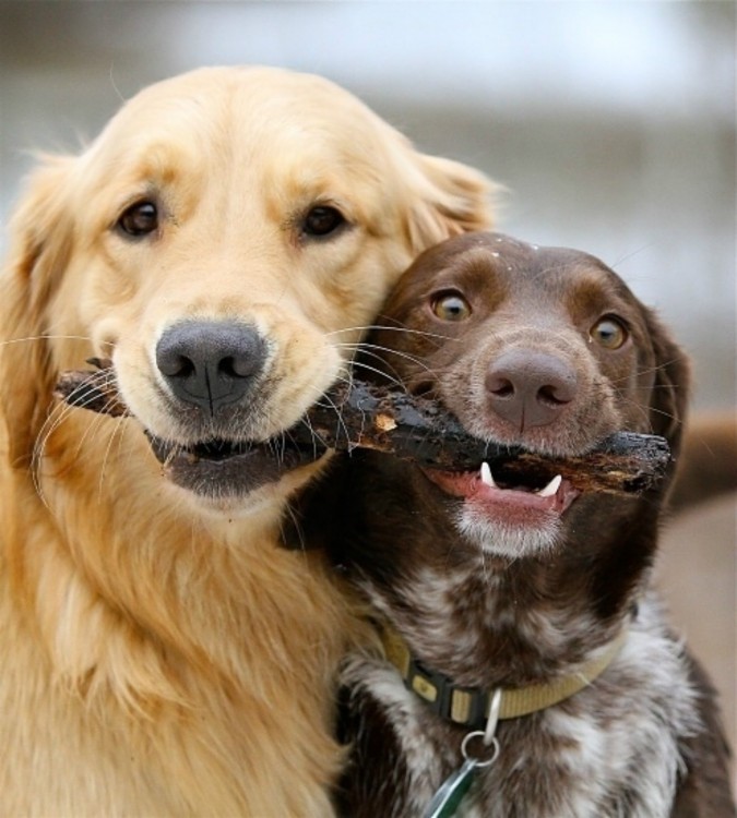 perros mordiendo un palo