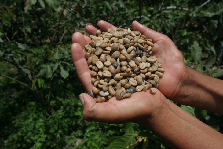 Manos de una persona con café orgánico en sus manos 