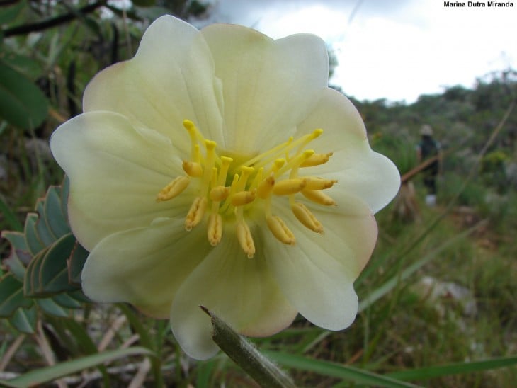 Encontros pelo caminho es una flor típica de Brasil 