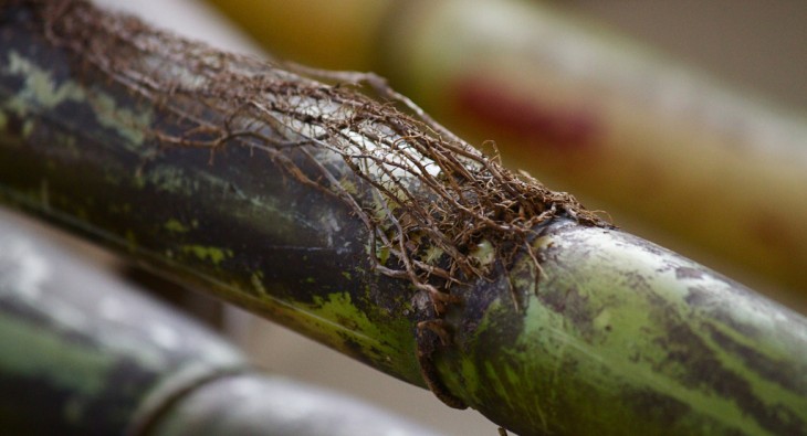 Caña de azúcar producida en Brasil 