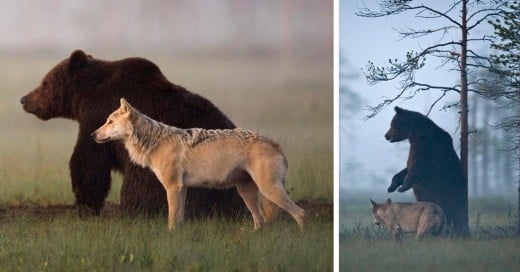 La amistad entre un oso y un lobo