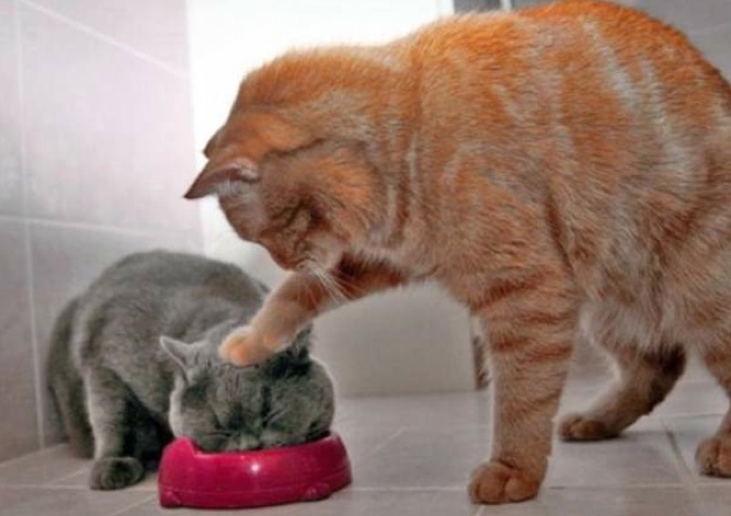 gato metiendo la cabeza de otro gato en su tazón de comida 