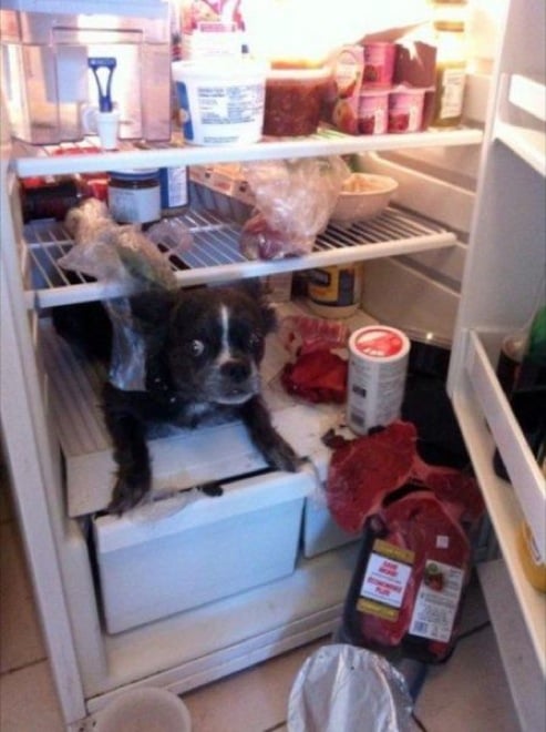 imagen de un perro dentro de un refrigerador 