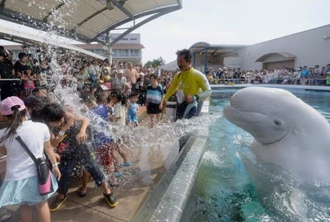 delfín aventando agua a los espectadores de su espectáculo 
