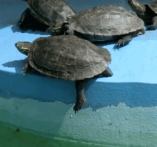 Gif de una tortuga empujando a otra al agua 