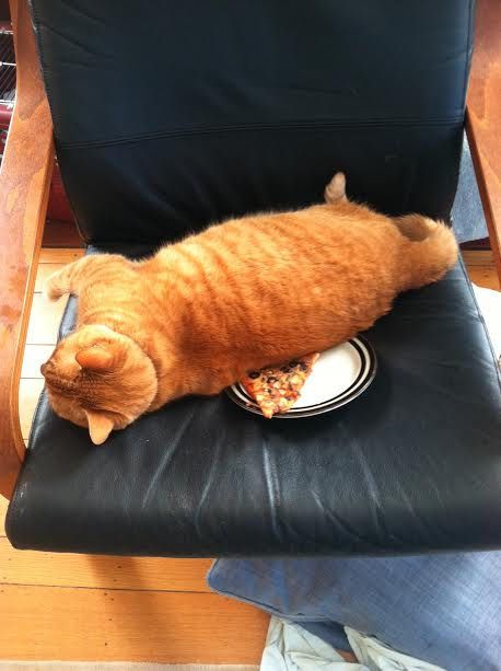 Gato acostado sobre un pedazo de pizza en una silla de escritorio 