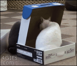 Gif de un gato metiendo a otro en una caja 