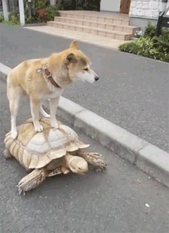 gif de un perro arriba de una tortuga 