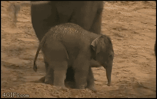 gif de un elefante aventando a otro con su trompa 