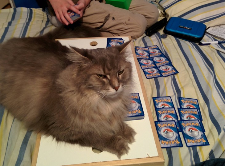 gato acostado sobre una tabla con cartas de Pokémon 