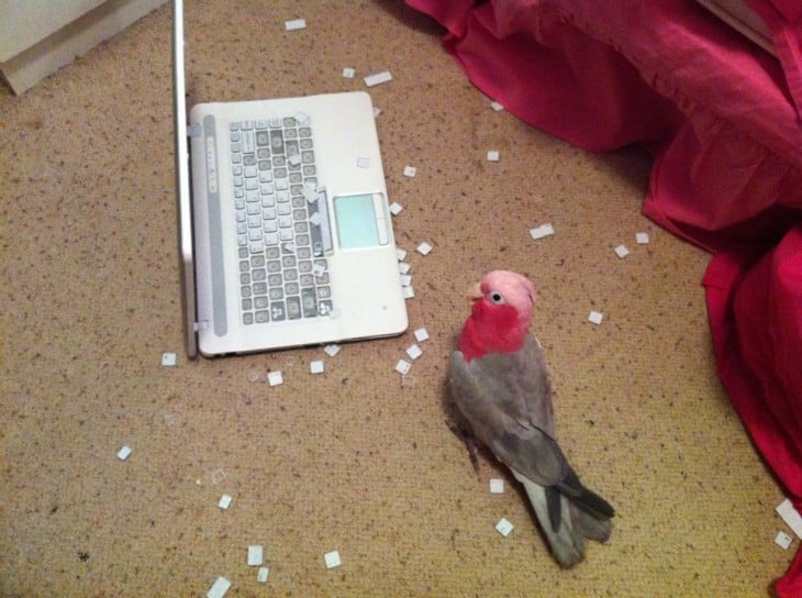 Cotorro junto a una laptop con las teclas fuera de lugar 