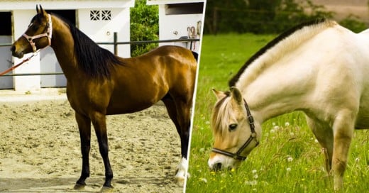 Los caballos son de los animales más increíbles que existen, ya que se caracterizan por ser fuertes, majestuosos, rápidos, pero sobre todo elegantes. Además, tienen una relación interesante con seres mitológicos como los unicornios o Pegaso, y con grandes héroes y príncipes.