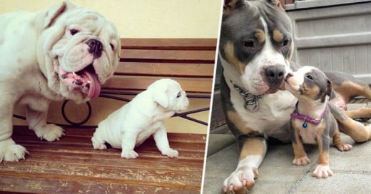 25 Dogs With Their Cute Mini-Mes