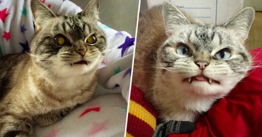 ¿Alguna vez has imaginado ¿cómo serían los gatos vampiro? Pues aquí te presentamos a Kate y a su gato Loki, el felino con la mirada malvada que está circulando por las redes sociales debido a sus peculiares dientes que lo hacen parecer un vampiro.