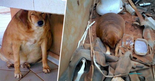 Una de las cosas más tristes y terribles que le pueden pasar a un perro es ser abandonado a su suerte. Pero si a eso le aunamos problemas de salud como la obesidad y problemas respiratorios, esto se vuelve mucho más grave y lamentable.