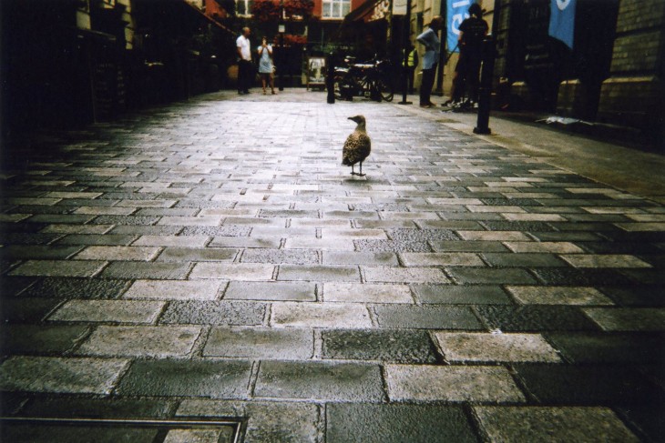 Fotografía de una paloma en una calle de Londres 