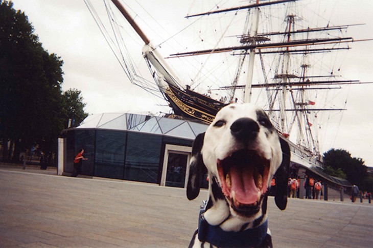 Fotografía de la cabeza de un perro dalmata 