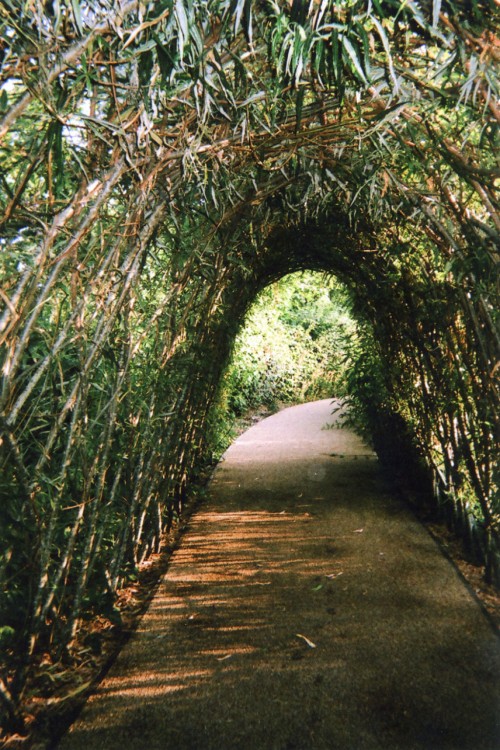 Fotografía del Túnel de la naturaleza o de la luz y el fin, Stratford, Londres 