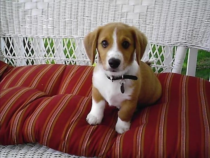 Perro que sale de la Cruza de Corgi con Beagle