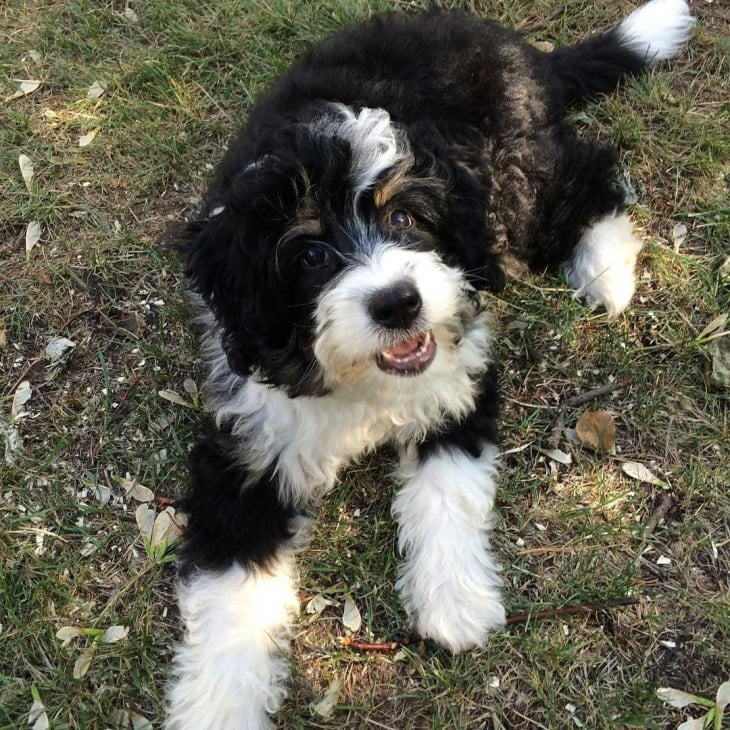 Perro de Bernedooble es la cruza de un Bernese Mountain con Poodle 